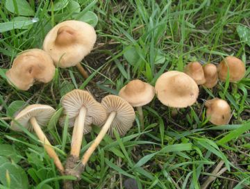 Marasmius oreades ( Autor : Augusto Calzada )