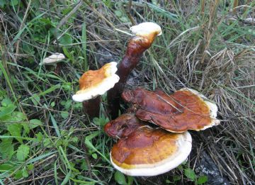 Ganoderma lucidum (Autor : Augusto Calzada )