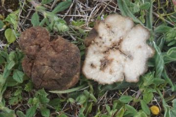 Tuber gennadii