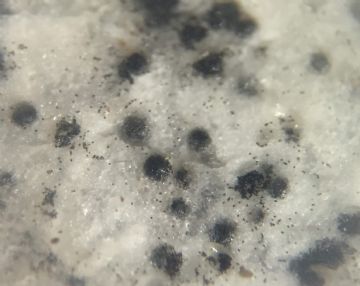 Microthecium zobelii