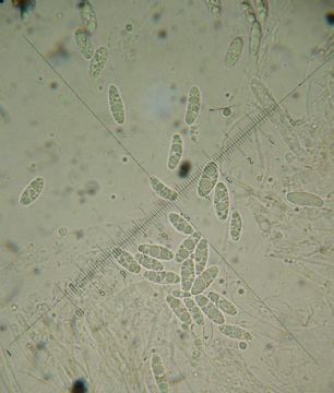 Discinella